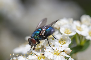 La mouche