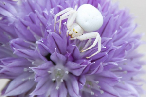 L'araignée blanche