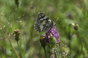le papillon