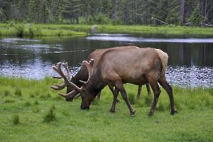 les caribous
