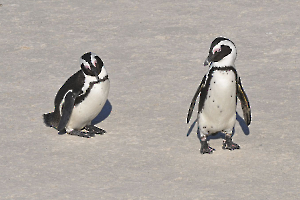 les pingouins