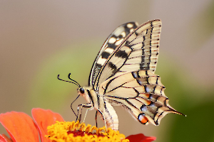 Nectar sucré