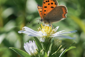 papillon