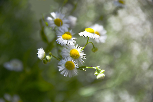 Petites fleurs