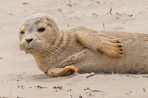 Seul sur la plage