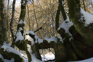 Surprenante nature