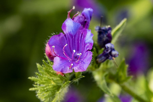 Violet de printemps