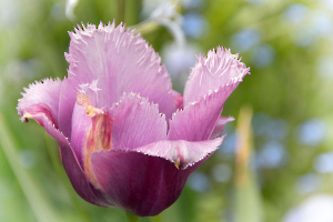 tulipe mauve