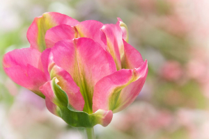 tulipe rose