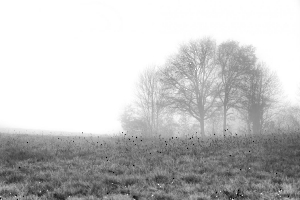 Brume