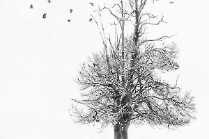 L'arbre à corbeaux