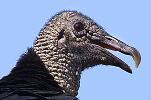 gautron-jp-3-urubu-noir_50980065307_o