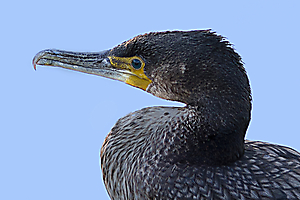 gautron-jp-5-cormoran_50980068842_o