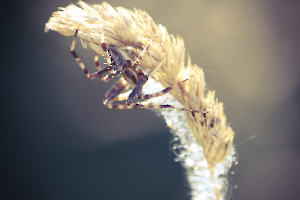 2-didier-still-spider_49153353923_o