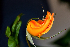 5---dlires-floraux_49153126836_o