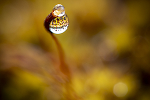 dans-ma-boule-de-cristal_51992064753_o