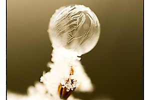 bulles-givres-4_53066783552_o