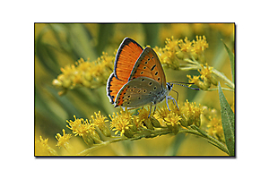 dans-mon-jardin-1_53067606474_o