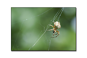 dans-mon-jardin-4_53067606454_o