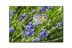 dans-mon-jardin-5_53067416916_o