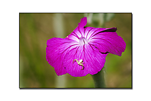 dans-mon-jardin-6_53067417061_o