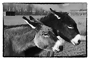 Ane commun Philippe