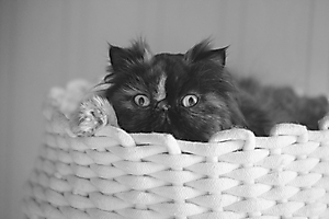 CHAT- Barbara