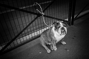 chiens00130
