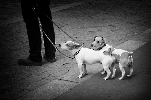 chiens00160