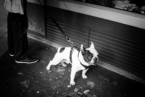 chiens00180