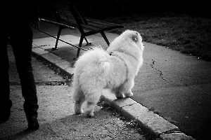 chiens00190
