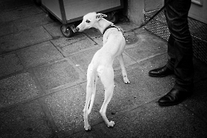 chiens00200