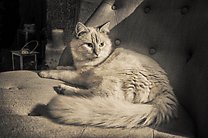 le chat-Lucienne La