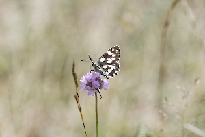 1 papillon
