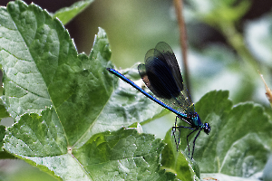 3 calopterix