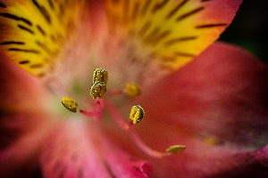 coeur de fleur