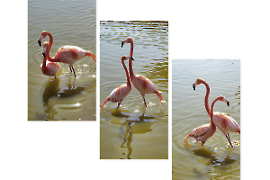 les flamants