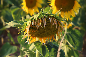 Sunflower Smile