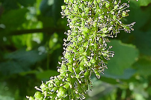 01 inflorescence