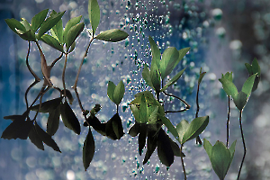 5-Aquatique bleue