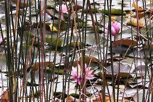 DSC_0782 copie 3