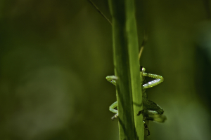 il de vert