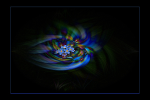 Insolite 1myosotis