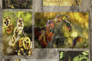 M. Beaufils - Automnal 1920x1280 14.10.2025 