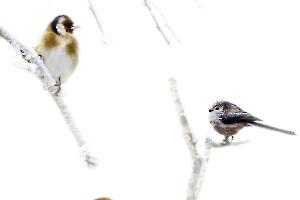 M. Beaufils - Oiseaux du ciel 1920x1280 - 14.10 