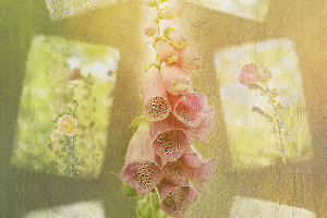 M. Beaufils -Flowers 1920x1080 - 