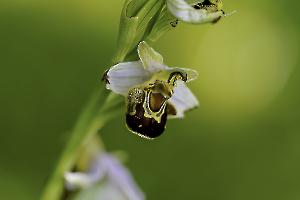 ophrys abeille