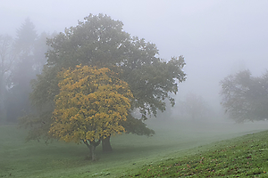 Brouillard Pluie Givre