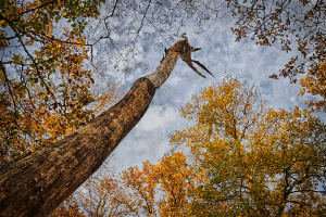 Couleurs de l'automne