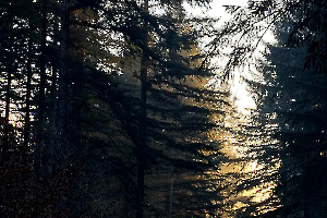 semaine _A_Di Stephano